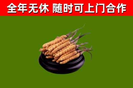 宜宾回收冬虫夏草