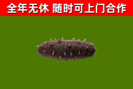 宜宾回收海参干